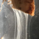 Rasltonia Solanacearum. Em teste do copo, o escorrimenro leitoso constata infecção da planta. Em teste do copo, o escorrimenro leitoso constata infecção da planta.